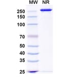 SDS-PAGE - Ucenprubart Biosimilar - Anti-CD200R Antibody - BSA and Azide free (A340620) - Antibodies.com