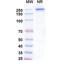 SDS-PAGE - Uprevstobart Biosimilar - Anti-CD73 Antibody - BSA and Azide free (A340621) - Antibodies.com