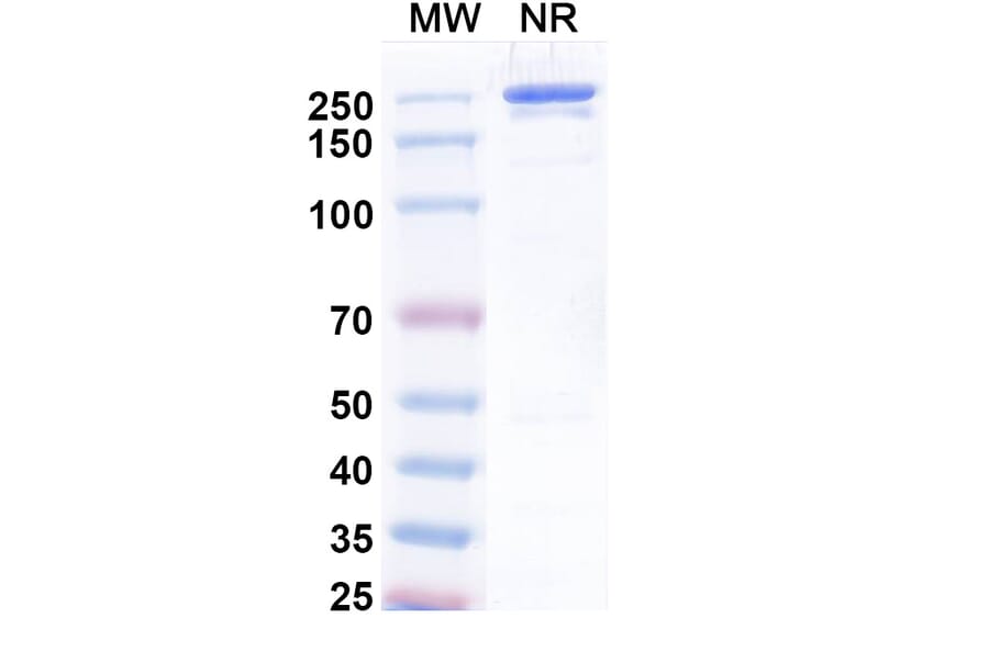 SDS-PAGE - Uprevstobart Biosimilar - Anti-CD73 Antibody - BSA and Azide free (A340621) - Antibodies.com