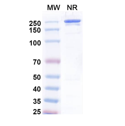 SDS-PAGE - Uprevstobart Biosimilar - Anti-CD73 Antibody - BSA and Azide free (A340621) - Antibodies.com