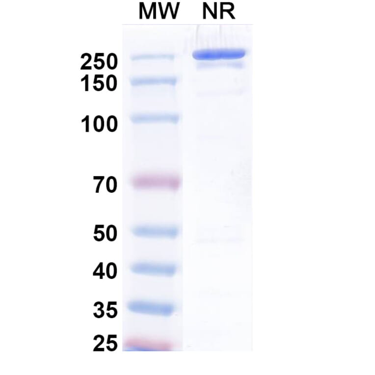 SDS-PAGE - Uprevstobart Biosimilar - Anti-CD73 Antibody - BSA and Azide free (A340621) - Antibodies.com