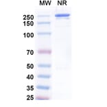 SDS-PAGE - Uprevstobart Biosimilar - Anti-CD73 Antibody - BSA and Azide free (A340621) - Antibodies.com