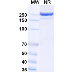SDS-PAGE - Usilnetug Biosimilar - Anti-APP Antibody - BSA and Azide free (A340622) - Antibodies.com