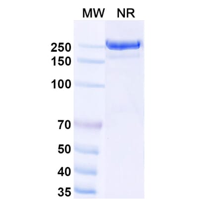 SDS-PAGE - Usilnetug Biosimilar - Anti-APP Antibody - BSA and Azide free (A340622) - Antibodies.com