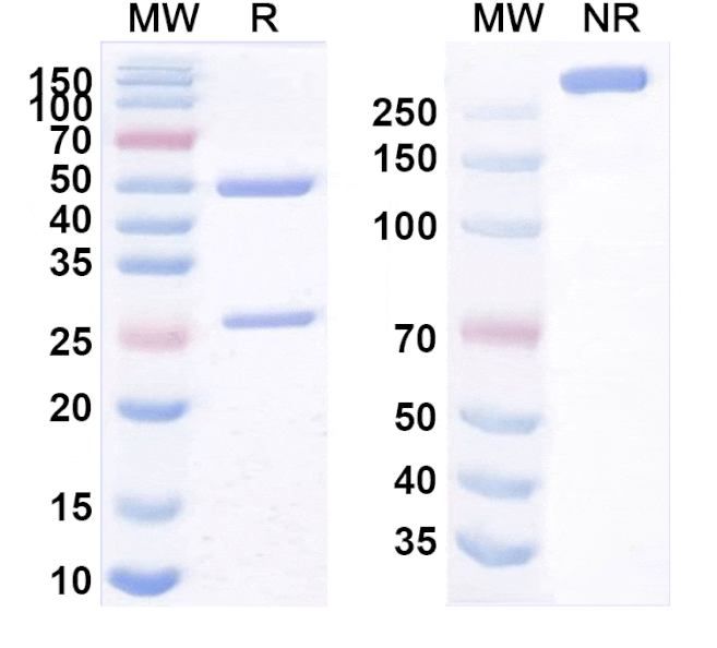 SDS-PAGE - Verekitug Biosimilar - Anti-CRLF2 Antibody - BSA and Azide free (A340624) - Antibodies.com