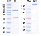 SDS-PAGE - Verekitug Biosimilar - Anti-CRLF2 Antibody - BSA and Azide free (A340624) - Antibodies.com