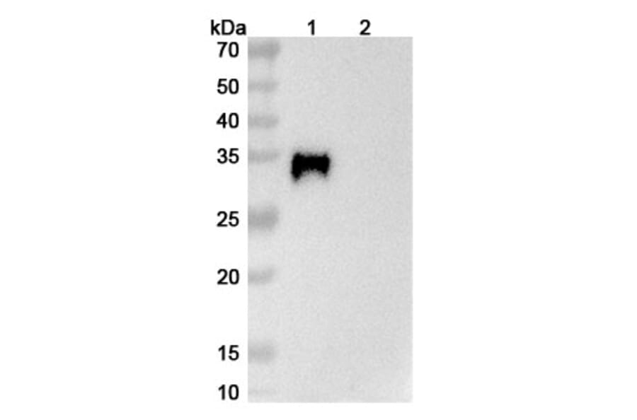 SDS-PAGE - Verekitug Biosimilar - Anti-CRLF2 Antibody - BSA and Azide free (A340624) - Antibodies.com