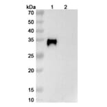 SDS-PAGE - Verekitug Biosimilar - Anti-CRLF2 Antibody - BSA and Azide free (A340624) - Antibodies.com
