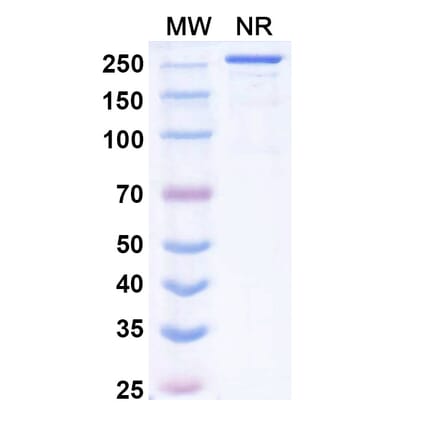 SDS-PAGE - Vilastobart Biosimilar - Anti-CTLA-4 Antibody - BSA and Azide free (A340625) - Antibodies.com
