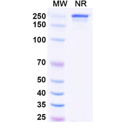 SDS-PAGE - Vipalanebart Biosimilar - Anti-PACAP Antibody - BSA and Azide free (A340626) - Antibodies.com