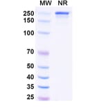 SDS-PAGE - Vipalanebart Biosimilar - Anti-PACAP Antibody - BSA and Azide free (A340626) - Antibodies.com