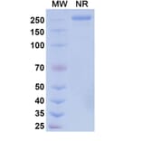 SDS-PAGE - Vipalanebart Biosimilar - Anti-PACAP Antibody - BSA and Azide free (A340626) - Antibodies.com