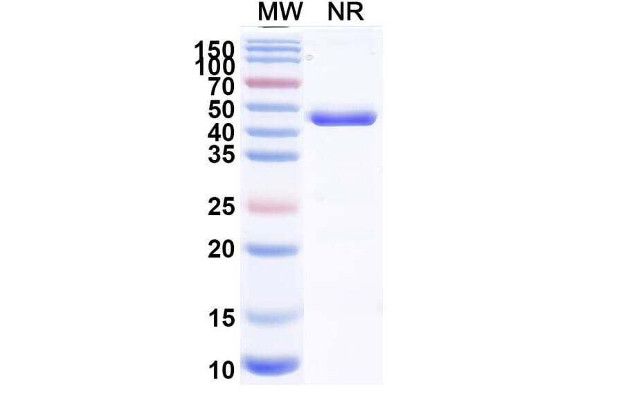 SDS-PAGE - Zeleciment Biosimilar - Anti-Transferrin Receptor Antibody - BSA and Azide free (A340628) - Antibodies.com