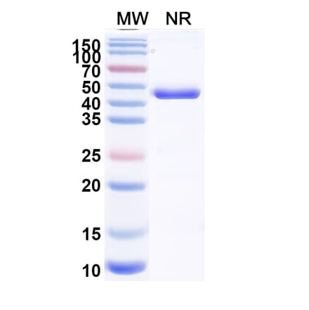 SDS-PAGE - Zeleciment Biosimilar - Anti-Transferrin Receptor Antibody - BSA and Azide free (A340628) - Antibodies.com