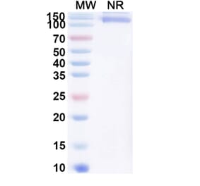 SDS-PAGE - Cibotercept Biosimilar - Anti-ACVR2B Antibody - BSA and Azide free (A340630) - Antibodies.com
