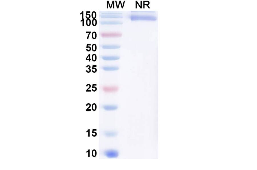 SDS-PAGE - Cibotercept Biosimilar - Anti-ACVR2B Antibody - BSA and Azide free (A340630) - Antibodies.com