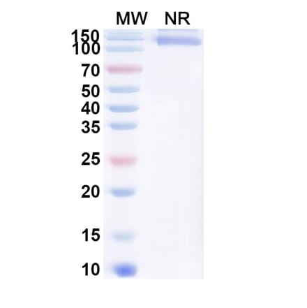 SDS-PAGE - Cibotercept Biosimilar - Anti-ACVR2B Antibody - BSA and Azide free (A340630) - Antibodies.com