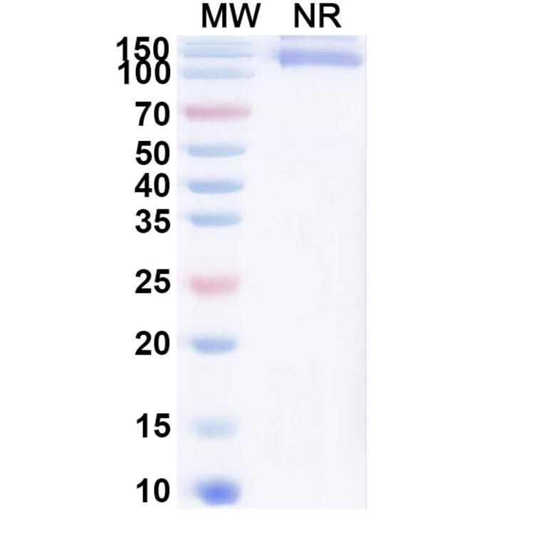 SDS-PAGE - Cibotercept Biosimilar - Anti-ACVR2B Antibody - BSA and Azide free (A340630) - Antibodies.com