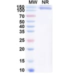 SDS-PAGE - Cibotercept Biosimilar - Anti-ACVR2B Antibody - BSA and Azide free (A340630) - Antibodies.com