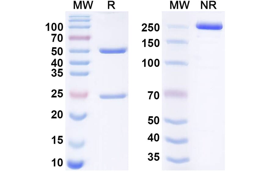 SDS-PAGE - Anti-CTLA-4 Antibody [12B3] Biosimilar - BSA and Azide free (A340640) - Antibodies.com