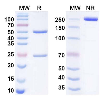 SDS-PAGE - Anti-CTLA-4 Antibody [12B3] Biosimilar - BSA and Azide free (A340640) - Antibodies.com