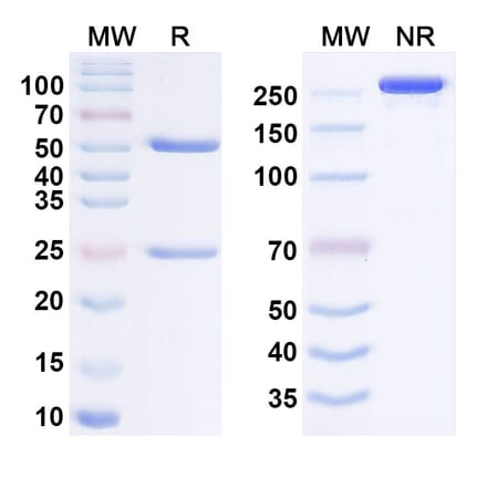SDS-PAGE - Anti-GITR Antibody [IBI37G5] Biosimilar - BSA and Azide free (A340644) - Antibodies.com