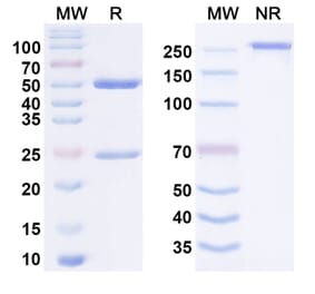 SDS-PAGE - Anti-CD27 Antibody [M2177] Biosimilar - BSA and Azide free (A340645) - Antibodies.com