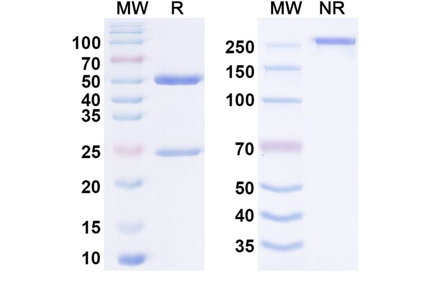 SDS-PAGE - Anti-CD27 Antibody [M2191] Biosimilar - BSA and Azide free (A340646) - Antibodies.com