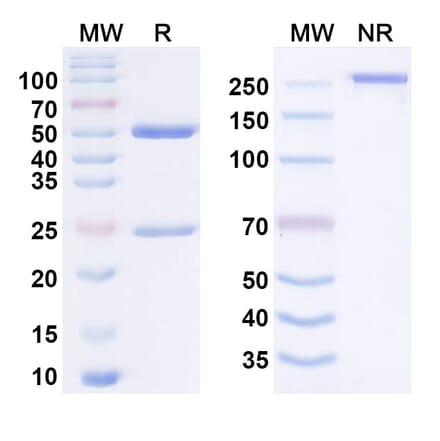 SDS-PAGE - Anti-CD27 Antibody [M2191] Biosimilar - BSA and Azide free (A340646) - Antibodies.com