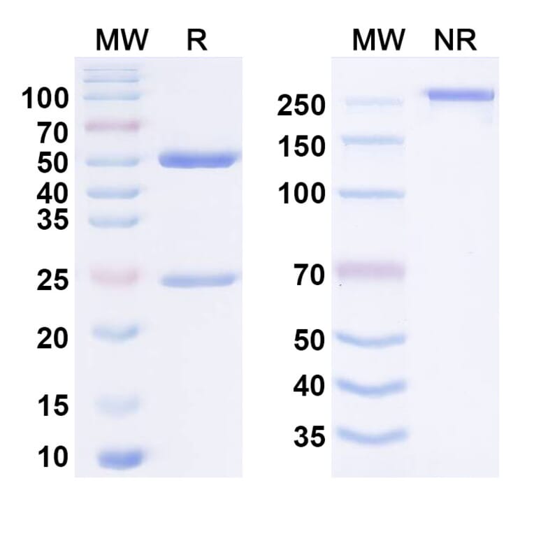 SDS-PAGE - Anti-CD27 Antibody [M2191] Biosimilar - BSA and Azide free (A340646) - Antibodies.com