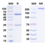 SDS-PAGE - Anti-CD27 Antibody [M2191] Biosimilar - BSA and Azide free (A340646) - Antibodies.com