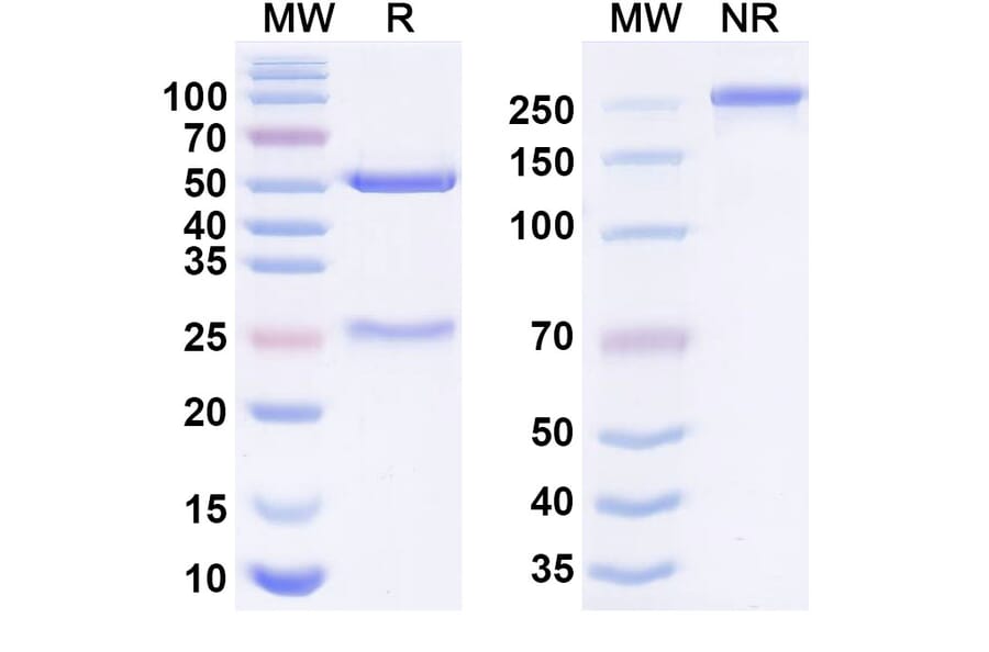 SDS-PAGE - Anti-SARS-CoV-2 Spike Protein RBD Antibody [BA728] Biosimilar - BSA and Azide free (A340648) - Antibodies.com