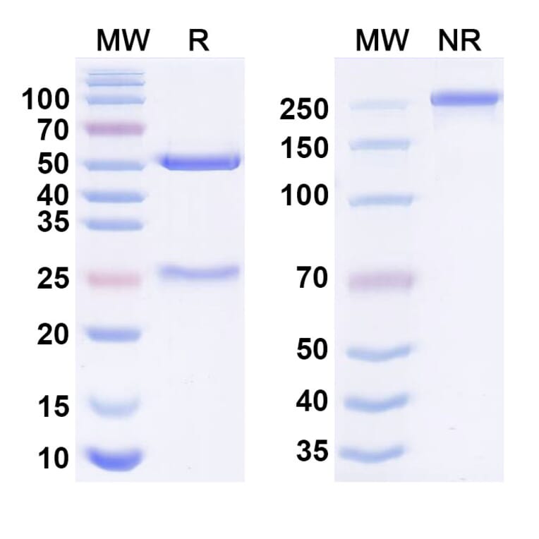 SDS-PAGE - Anti-SARS-CoV-2 Spike Protein RBD Antibody [BA728] Biosimilar - BSA and Azide free (A340648) - Antibodies.com