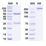 SDS-PAGE - Anti-SARS-CoV-2 Spike Protein RBD Antibody [BA728] Biosimilar - BSA and Azide free (A340648) - Antibodies.com
