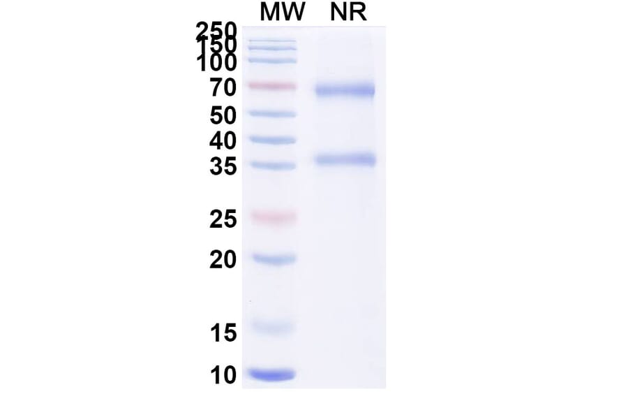 SDS-PAGE - Alteplase Biosimilar - Anti-tPA Antibody - BSA and Azide free (A340649) - Antibodies.com