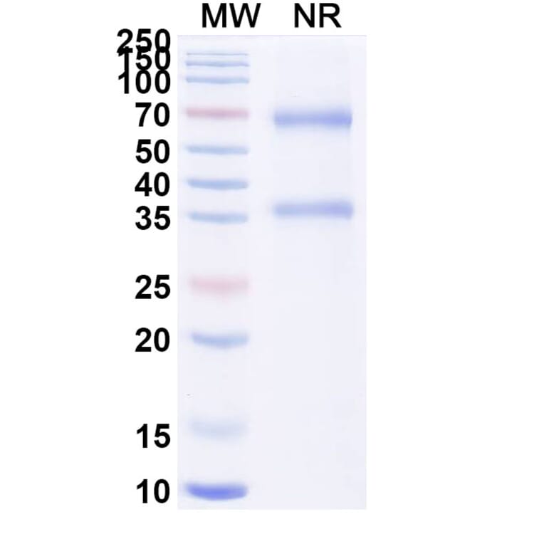 SDS-PAGE - Alteplase Biosimilar - Anti-tPA Antibody - BSA and Azide free (A340649) - Antibodies.com