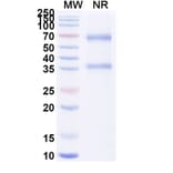 SDS-PAGE - Alteplase Biosimilar - Anti-tPA Antibody - BSA and Azide free (A340649) - Antibodies.com
