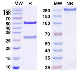 SDS-PAGE - Atrosimab Biosimilar - Anti-TNFR1 Antibody - BSA and Azide free (A340650) - Antibodies.com
