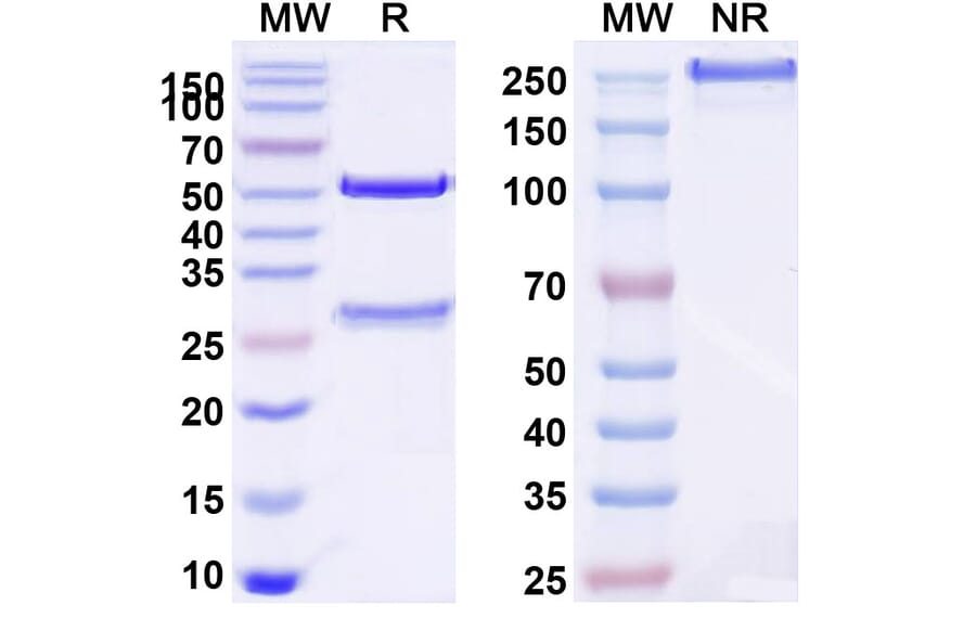 SDS-PAGE - Atrosimab Biosimilar - Anti-TNFR1 Antibody - BSA and Azide free (A340650) - Antibodies.com