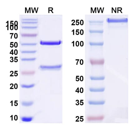 SDS-PAGE - Atrosimab Biosimilar - Anti-TNFR1 Antibody - BSA and Azide free (A340650) - Antibodies.com