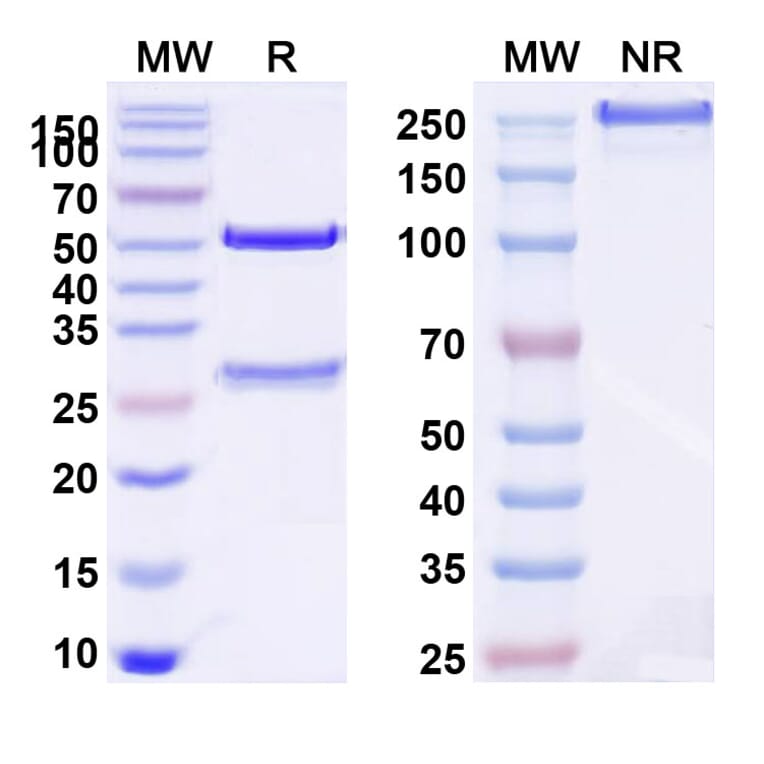 SDS-PAGE - Atrosimab Biosimilar - Anti-TNFR1 Antibody - BSA and Azide free (A340650) - Antibodies.com