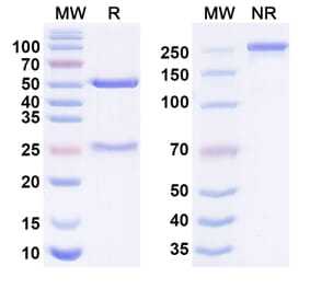 SDS-PAGE - Anti-CRLF2 Antibody [RG-7258] Biosimilar - BSA and Azide free (A340651) - Antibodies.com