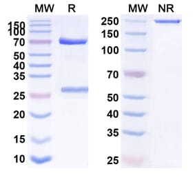 SDS-PAGE - Anti-IFN alpha Antibody [AGS-9] Biosimilar - BSA and Azide free (A340653) - Antibodies.com
