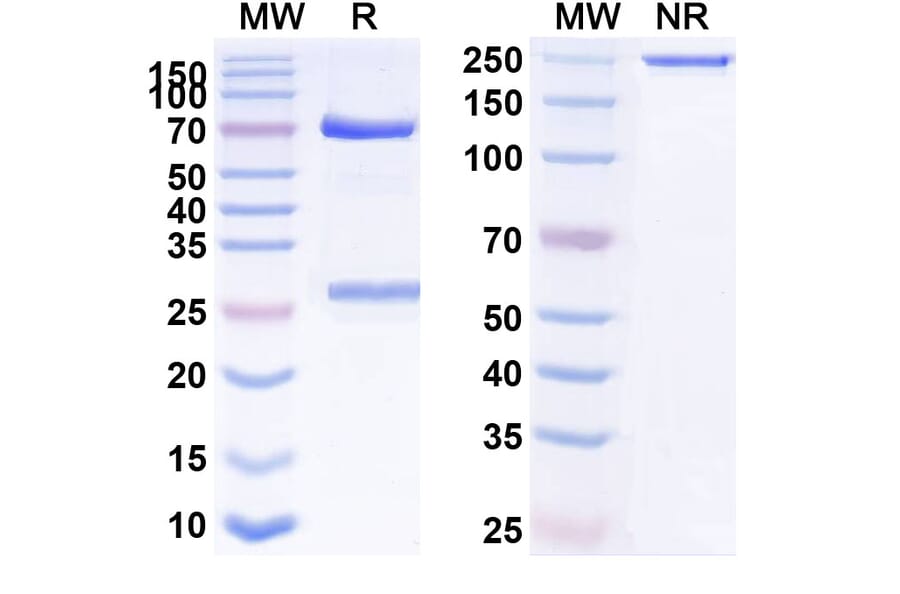 SDS-PAGE - Anti-IFN alpha Antibody [AGS-9] Biosimilar - BSA and Azide free (A340653) - Antibodies.com