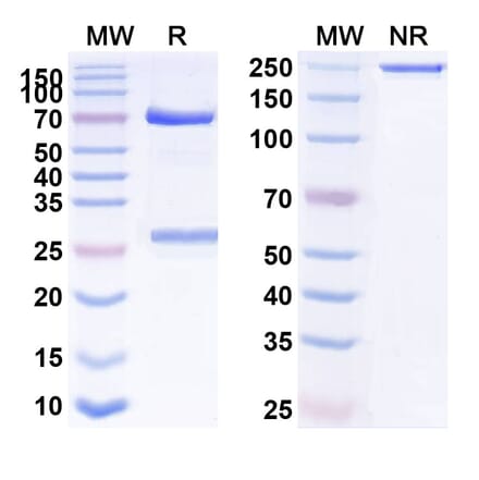 SDS-PAGE - Anti-IFN alpha Antibody [AGS-9] Biosimilar - BSA and Azide free (A340653) - Antibodies.com