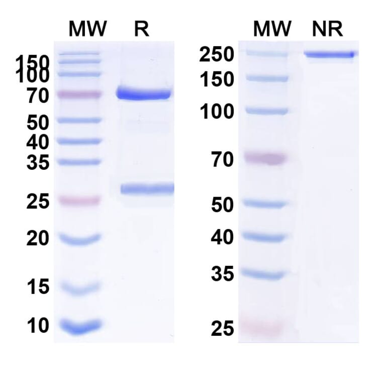 SDS-PAGE - Anti-IFN alpha Antibody [AGS-9] Biosimilar - BSA and Azide free (A340653) - Antibodies.com