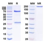 SDS-PAGE - Anti-IFN alpha Antibody [AGS-9] Biosimilar - BSA and Azide free (A340653) - Antibodies.com