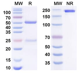 SDS-PAGE - Anti-CD123 Antibody [BAY-943] Biosimilar - BSA and Azide free (A340654) - Antibodies.com