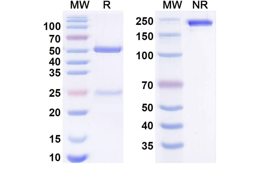 SDS-PAGE - Anti-CD123 Antibody [BAY-943] Biosimilar - BSA and Azide free (A340654) - Antibodies.com