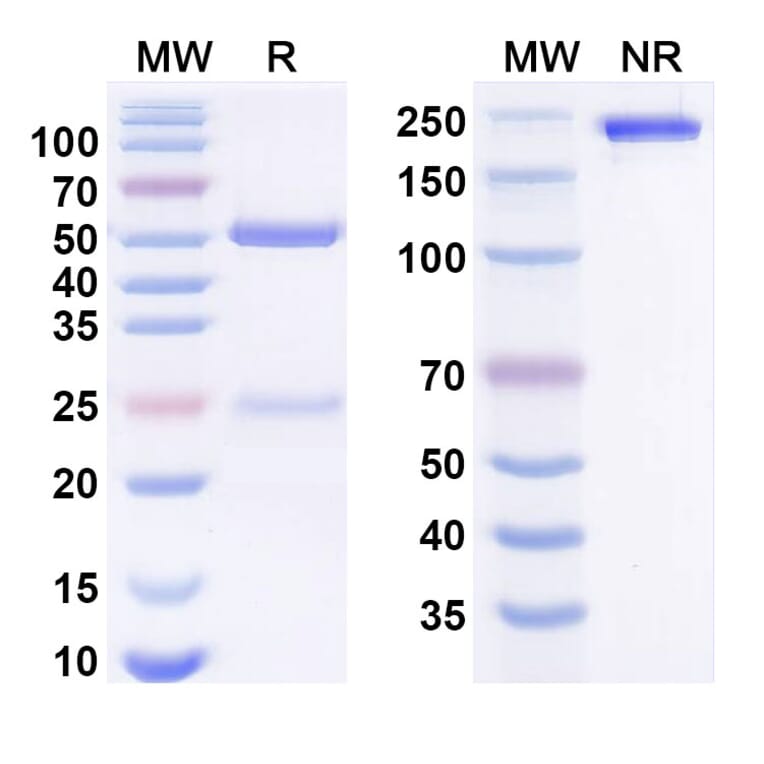 SDS-PAGE - Anti-IL-1F10 Antibody [IMM-ONC-1] Biosimilar - BSA and Azide free (A340656) - Antibodies.com